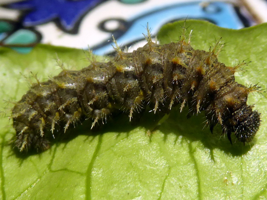 Lepidoptera da identificare - Vanessa atalanta, Nymphalidae